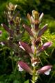 Acanthus hungaricus IMG_0708 Akant